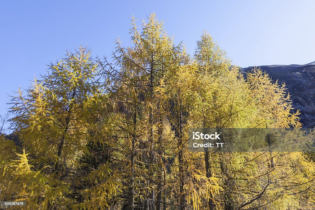 Larch tree Larch tree forest in autumn Autumn Stock Photo