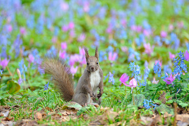 istock The Squirrel in the flowers 505287871