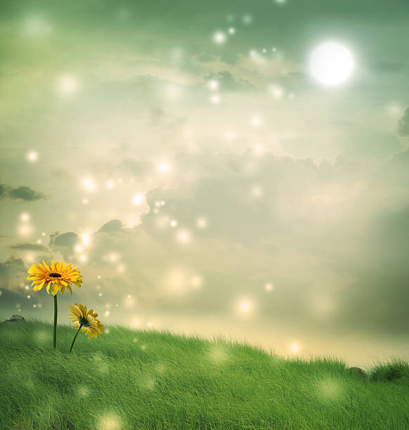 Yellow gerberas in a fantasy hill under the moon