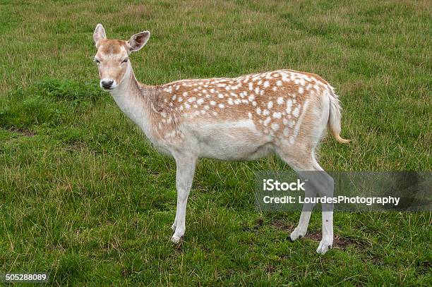 Fallow Deer In Field Stock Photo - Download Image Now - Agricultural Field, Animal, Animal Wildlife