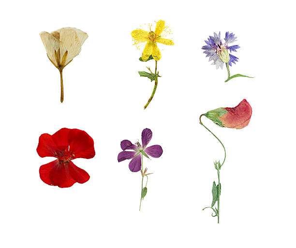 istock Pressed and dried six flowers isolated on white background. 505289150