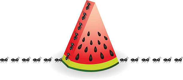 Ants on watermelon slice Scalable vectorial image representing a ants on watermelon slice, isolated on white.  ant stock illustrations