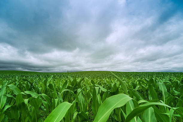 istock corn field and blue sky cloud outdoor shots 505290350