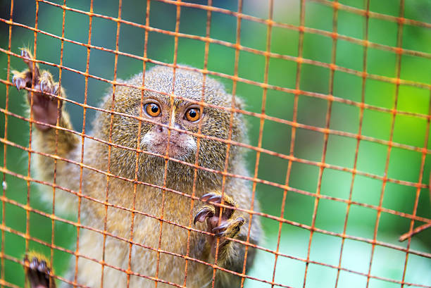 Caged Pygmy Monkey Pygmy monkey in a cage near Iquitos, Peru.  The pygmy monkey is the smallest monkey in the world. pygmy marmoset stock pictures, royalty-free photos & images