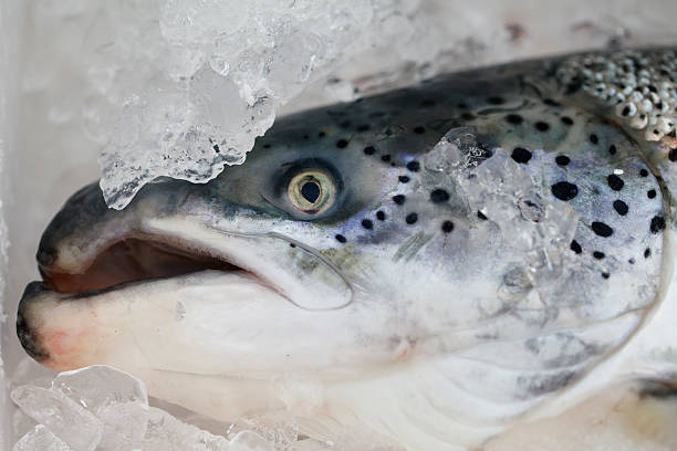 istock closeup fresh fish, seafood background food 505291194