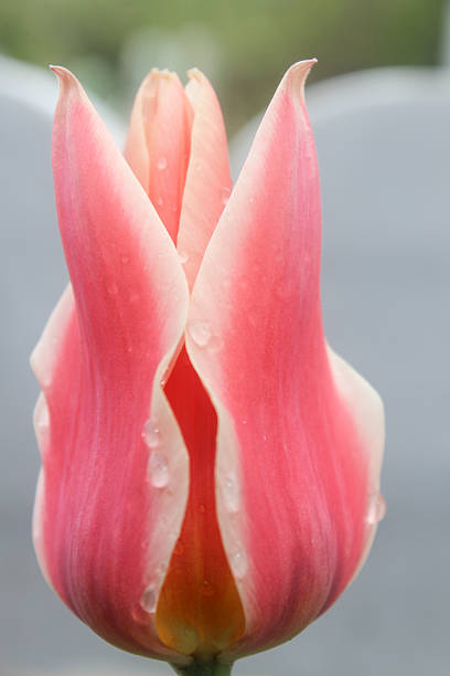 tulipe - natural landmark outdoors vertical saturated color photos et images de collection