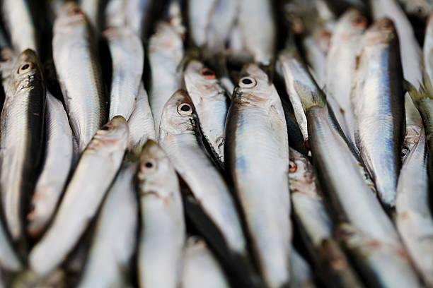 istock closeup fresh fish, seafood background food 505291658