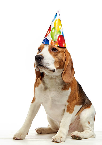 istock portrait of young beagle dog 505291916
