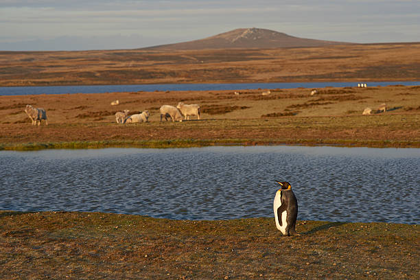 penguins mit king-size-bett auf einer schäferei - falkland islands stock-fotos und bilder