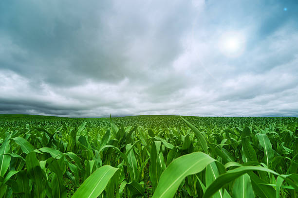 istock corn field and blue sky cloud outdoor shots 505292686