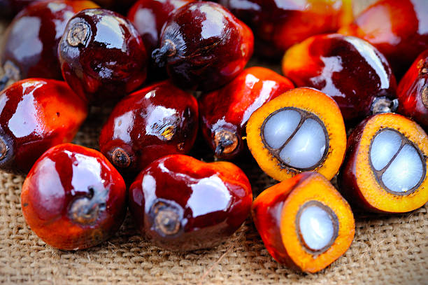 Close up of fresh oil palm fruits, selective focus. stock photo