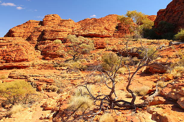 istock Kings Canyon, Australia 505293244