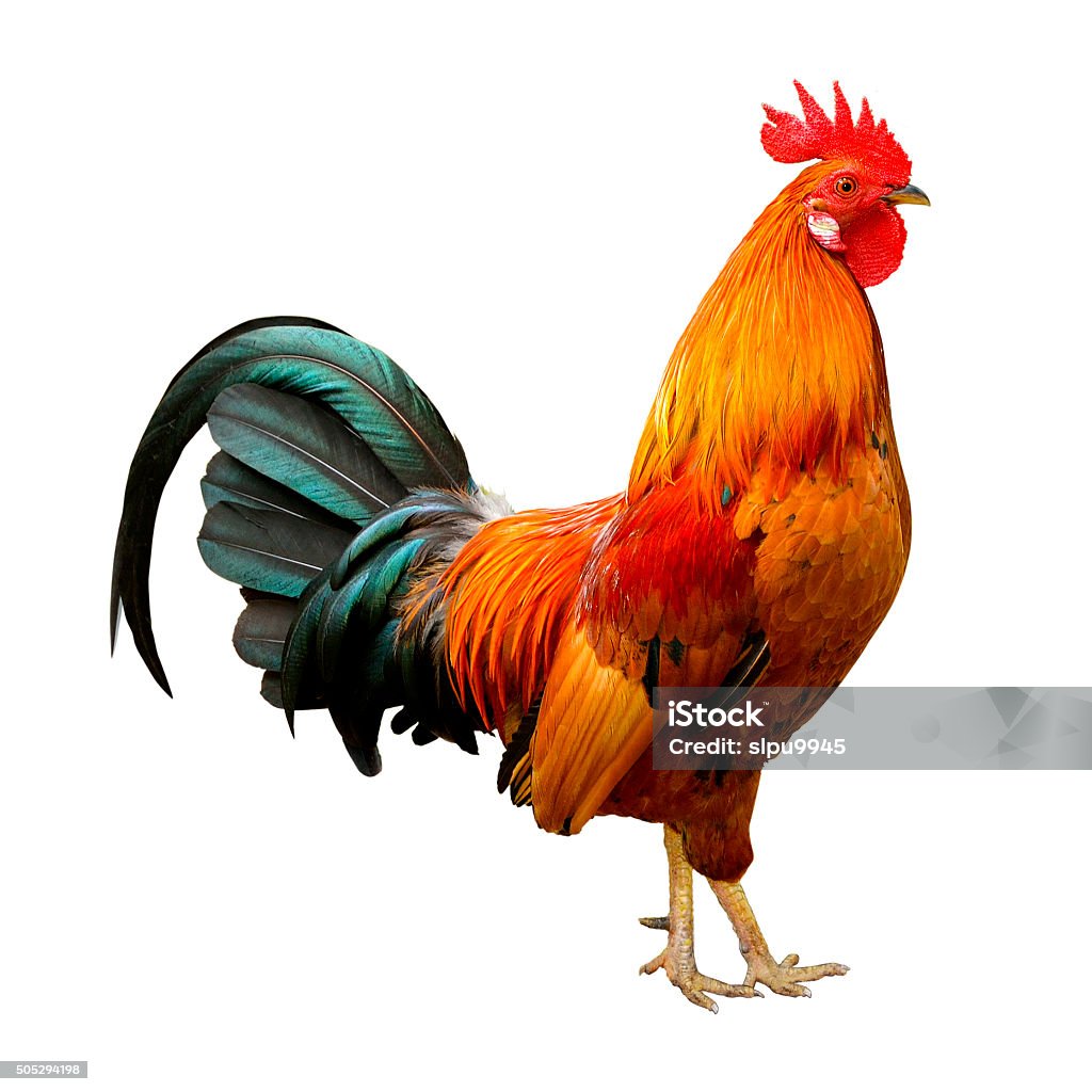 Hermoso gallo - Foto de stock de Gallo libre de derechos