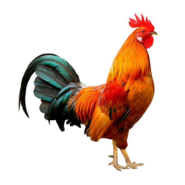 Beautiful rooster stock photo