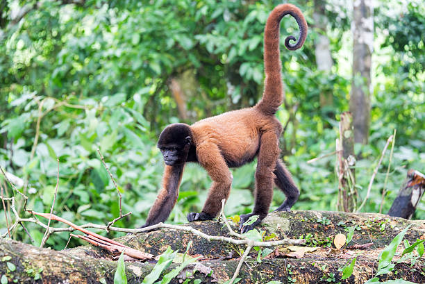 macaco lanudo andar - iquitos imagens e fotografias de stock