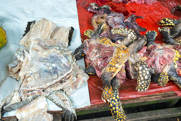 istock Turtle Meat in a Market in Iquitos, Peru 505294960