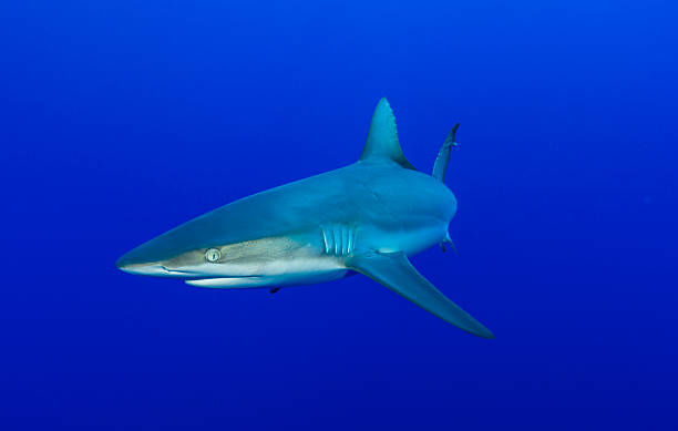 Cтоковое фото Рифовая акула