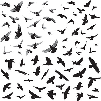 Flying bird silhouettes