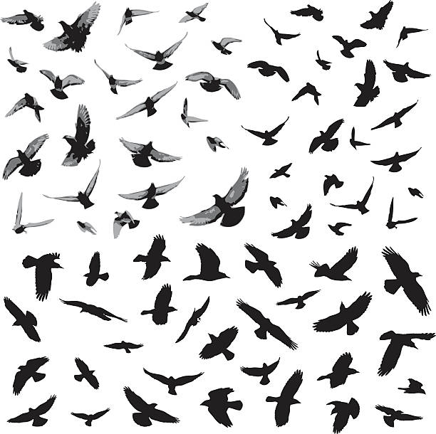 Bird silhouettes Flying bird silhouettes hawk bird stock illustrations