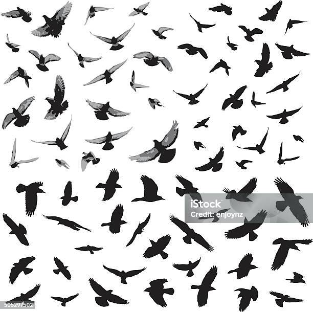 Bird Silhouettes Stock Illustration - Download Image Now - Bird, In Silhouette, Hawk - Bird