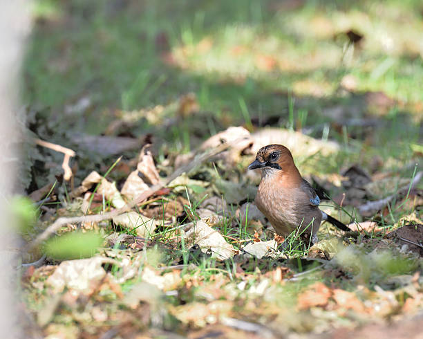istock Wild bird in Hokkaido 505297524