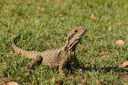 closeup of water dragon sunbathing on grass