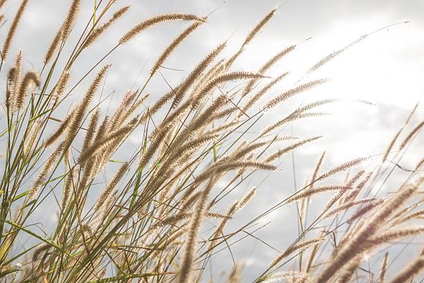 istock grassland in morning sunrise 505300212