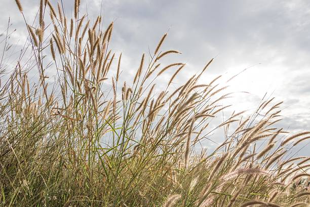 istock grassland in morning sunrise 505300240