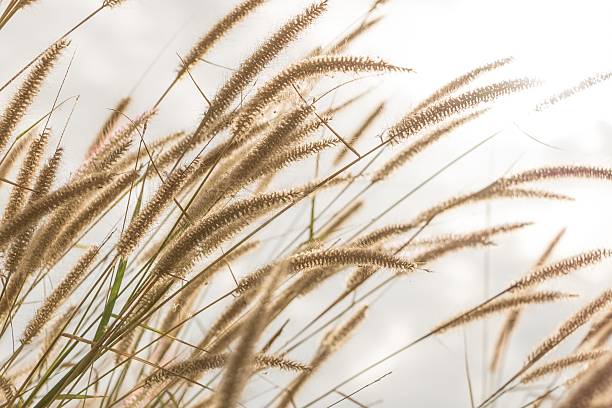 istock grassland in morning sunrise 505300262