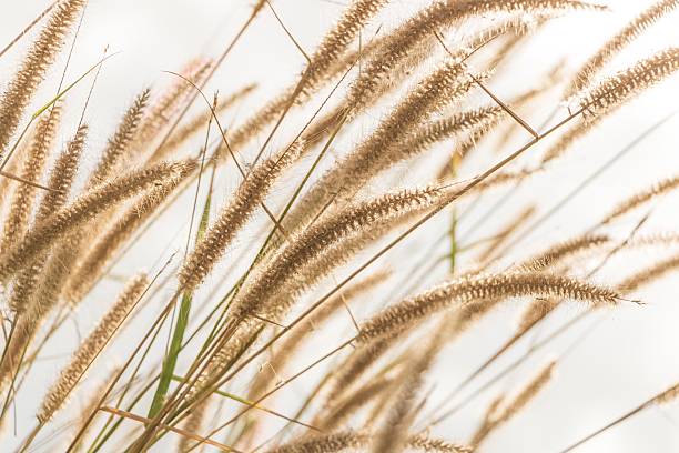 istock grassland in morning sunrise 505300322