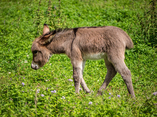 istock Baby donkey in field 505301625