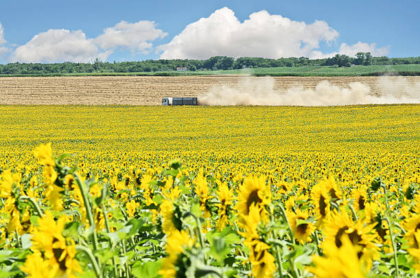 tournesol farm - organic horizon over land horizontal crop photos et images de collection