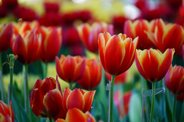 istock close up flowers and blur background 505302878