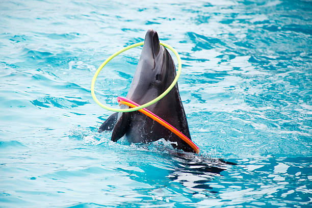 cute dolphins during a speech at the dolphinarium - animals in captivity stok fotoğraflar ve resimler