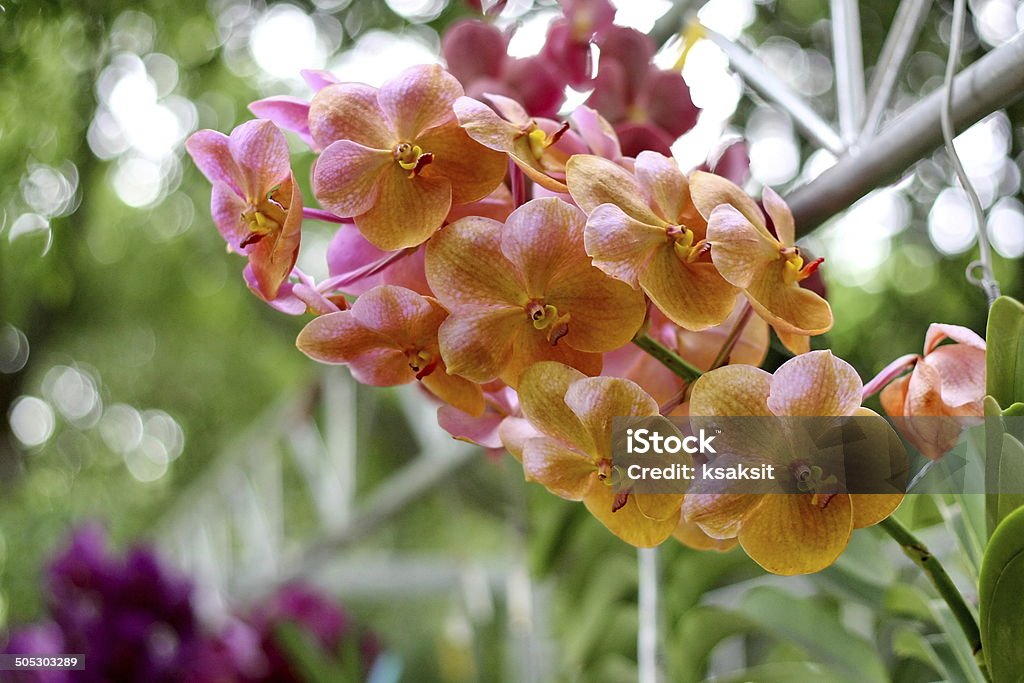 Orquídea - Royalty-free Cabeça de Flor Foto de stock
