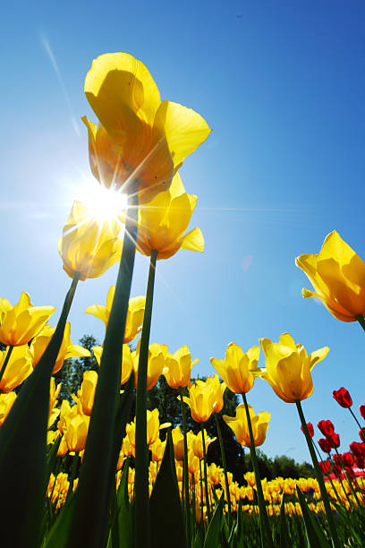 istock yellow tulips against the sky 505304205