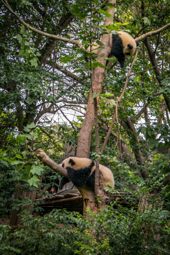 Panda playing in the bamboo forest in Sichuan province