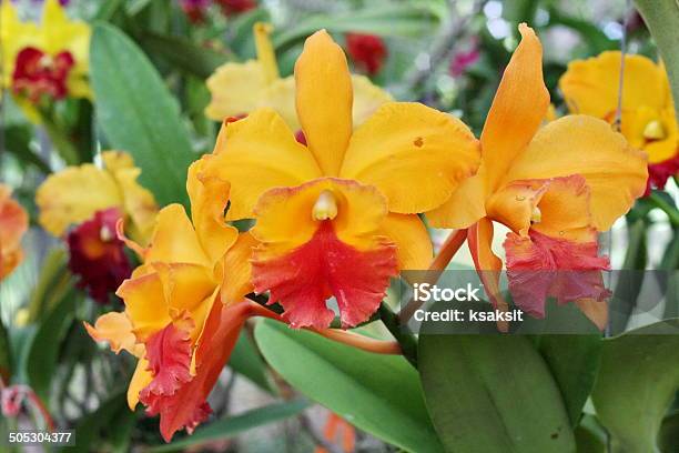 Orchid Stockfoto und mehr Bilder von Baumblüte - Baumblüte, Blume, Blüte