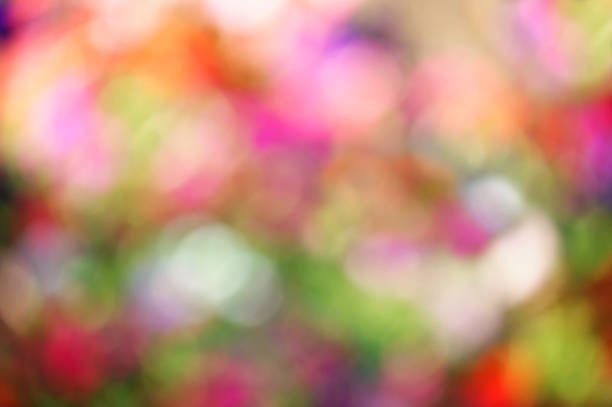 close up flowers and blur background