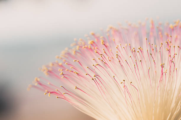 Fish Poison Tree or Putat or Sea Poison Tree or Barringtonia asiatica flowers in the nature vintage