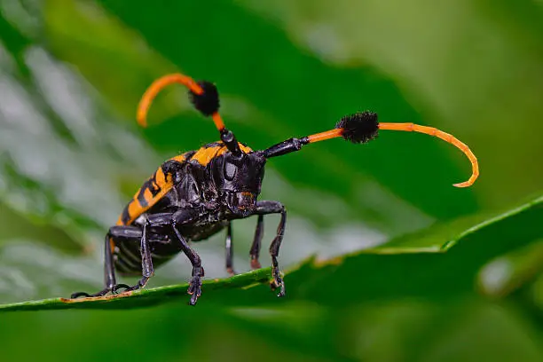 macro side view  of common tuft-bearing longhorn hanging on  leaf ; selective focus at eye with blur green background
