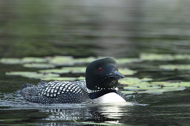 Common Loon Common Loon (Gavia always) common loon photos stock pictures, royalty-free photos & images