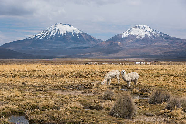 istock Panorama of Altiplano 505305924