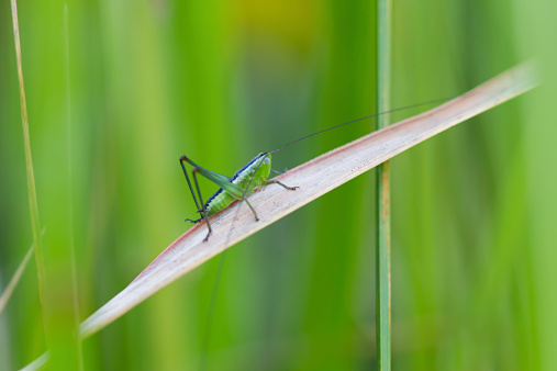 Green grasshopper on grass. Blurred background.