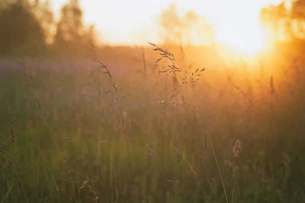 istock close up meadow grass in evening sunlight 505306591