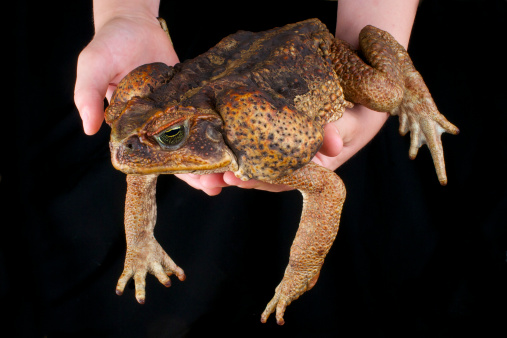 The Cane toad is a huge, highly poisonous, amphibian that is native to Central and South America. These animals have been introduced to Australia,Papua new Guinea,Hawaii,the Philippines, Thailand, Jamaica, Puerto Rico and many other places were it has become a pest and a serious threat to native wildlife.