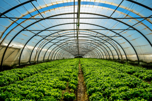 Greenhouse para el cultivo de ensalada photo