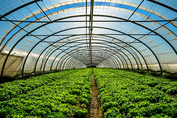 Greenhouse for the cultivation of salad Young plants growing in a very large plant nursery in the france plant nursery photos stock pictures, royalty-free photos & images
