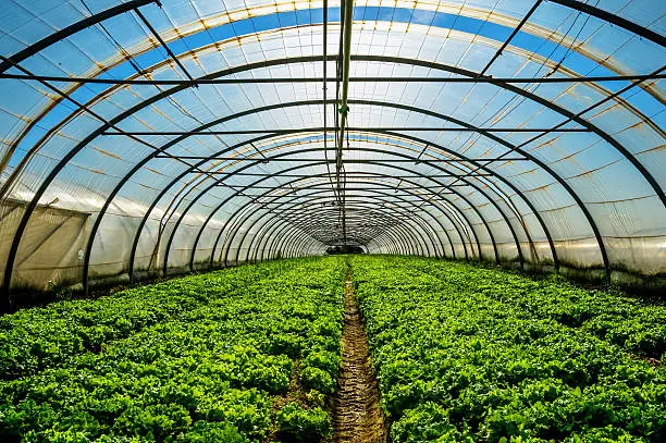 Photo of Greenhouse for the cultivation of salad