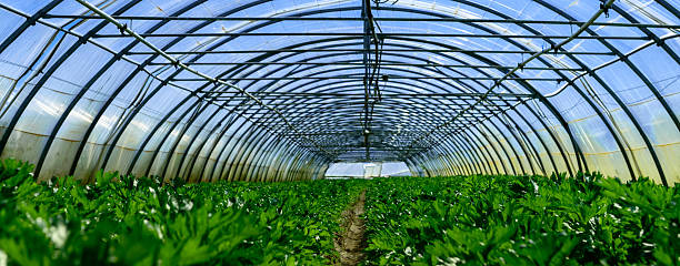 istock Celery greenhouse culture 505307317